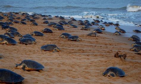 Gahirmatha Turtle Sanctuary in Odisha | Turtle sanctuary, Wildlife tour, Wildlife sanctuary