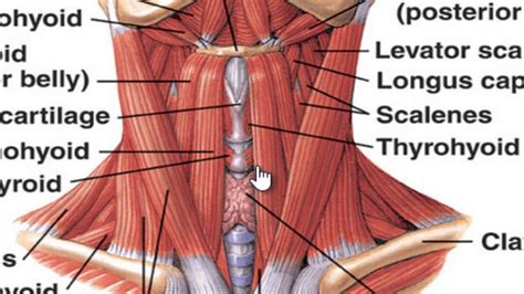 Back Of Neck Anatomy Muscles / Neck Anatomy I (Netter's) - REBEL EM ...