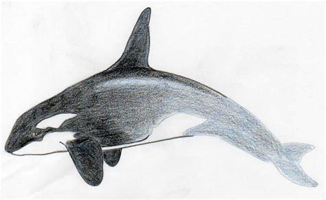 Orca Drawing