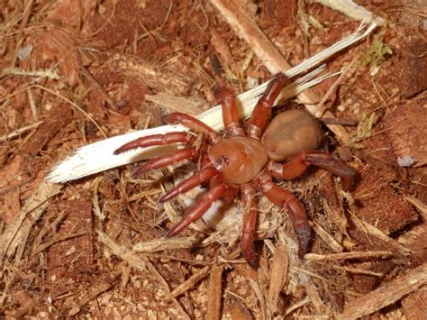 Trap door spider photos