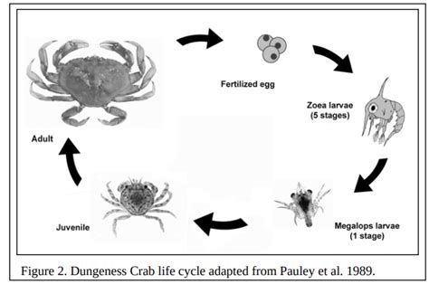 Phylum Arthropoda Crab