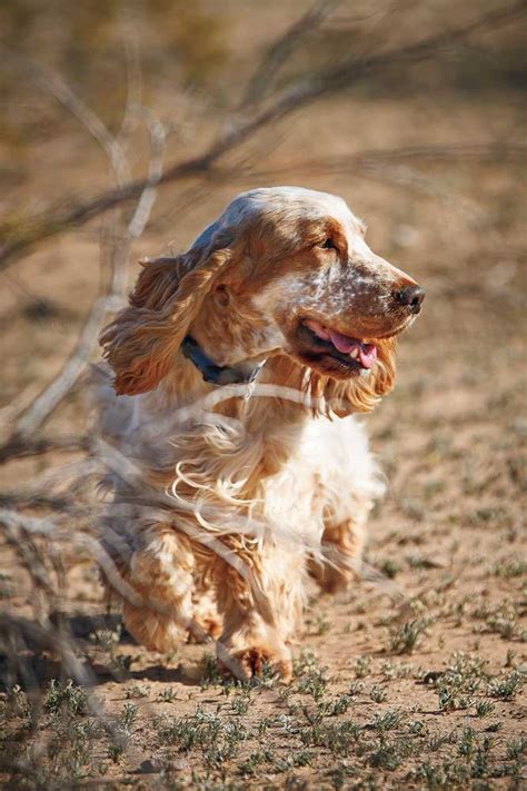 Breed Profile: The English Cocker Spaniel – Welcome to the WOODWYN HOME PAGE