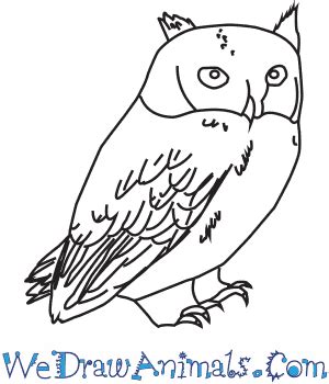 Little Owl Drawing