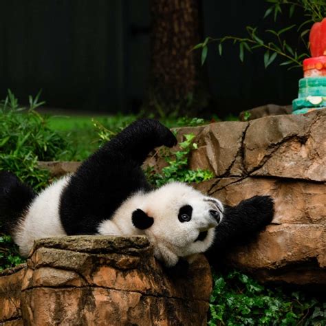 US National Zoo bids farewell to pandas as government shutdown looms ...