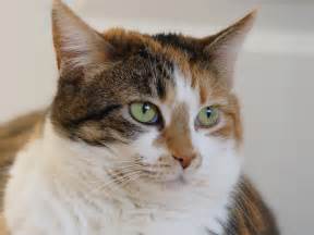 File:Calico tabby cat - Savannah.jpg - Wikipedia, the free encyclopedia