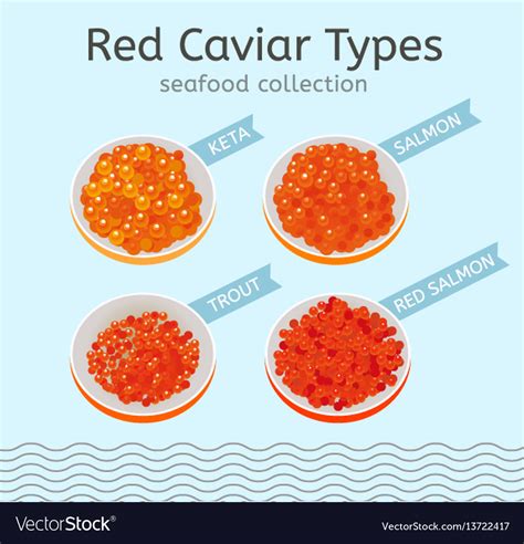 Red caviar types Royalty Free Vector Image - VectorStock