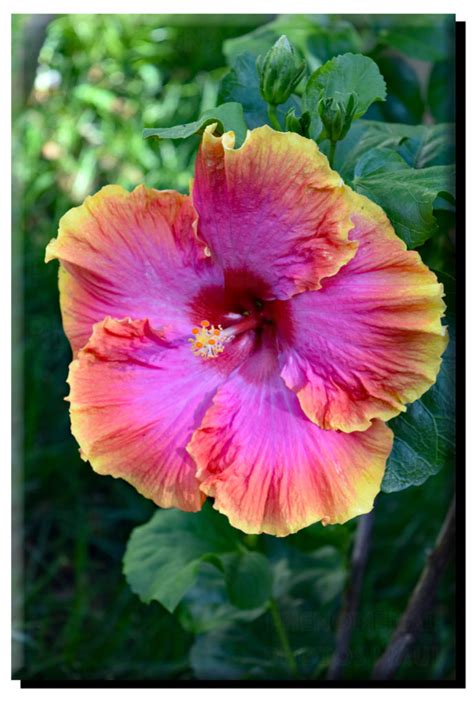 Hawaiian Hibiscus on Canvas – Phenomenal Photos Maui