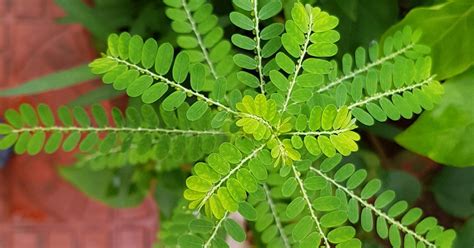 Phyllanthus niruri: Benefits, uses, and risks