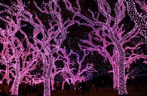 Pink tree light | Pink christmas lights, White christmas lights, Outdoor christmas light displays