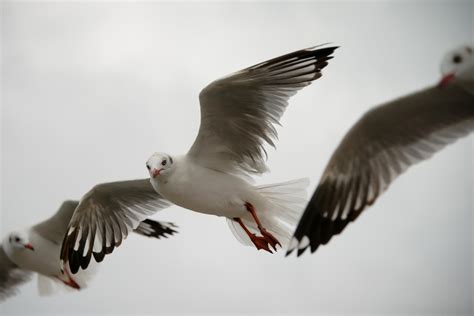 Brown-headed gull (Chroicocephalus brunnicephalus)