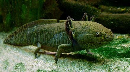 Axolotl - Wikipedia