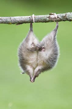 opossum hanging upside down - Google Search | Детеныши животных, Милые животные, Фото животных