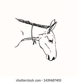 Mule Head Vector Sketch Hand Drawn 库存矢量图（免版税）1439687405 | Shutterstock