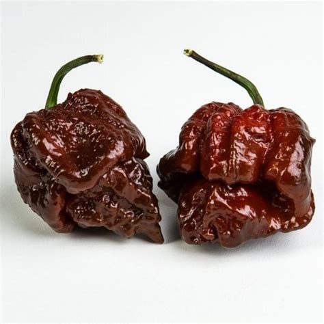 Chocolate Moruga Pepper | Pepper Joe's - Pepper Joe’s