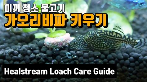 [Mylina TV]Hillstream Loach Care Guide/Algae eater/Tank mates - YouTube