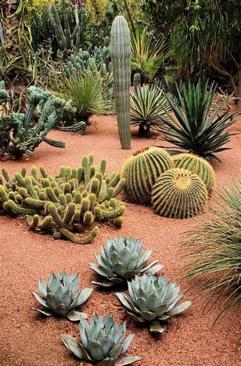 [manual] | Suculentas, Jardines, Jardín de cactus