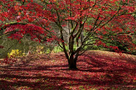 Different types of maple leaf trees - varspecials