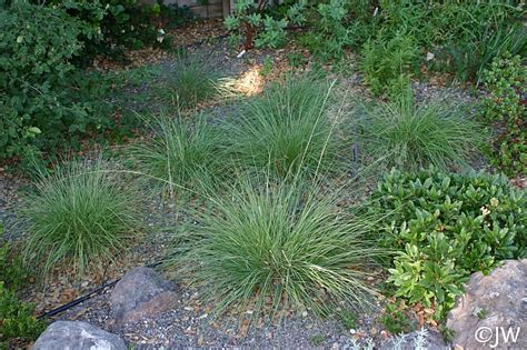 Sporobolus airoides | California Flora Nursery