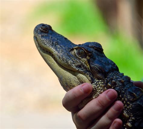 Person Holding Baby Alligator Free Stock Photo - Public Domain Pictures