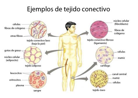 ¿Qué es el tejido conectivo? Definición, tipos y ejemplos - Curiosoando