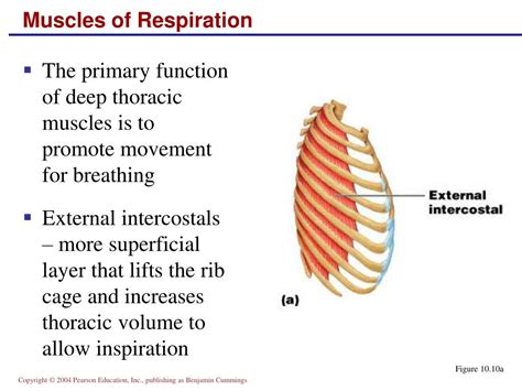 Accessory Muscles Of Respiration / Accessory Muscles Of Respiration / Group allocation was ...