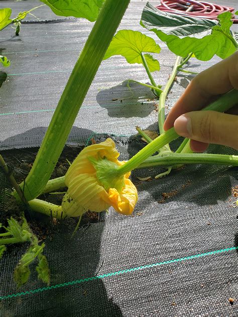 Giant pumpkin project update July 26 | UMN Extension