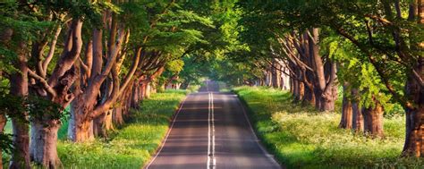 1200x480 Green Road HD Forest Photography 22 1200x480 Resolution ...