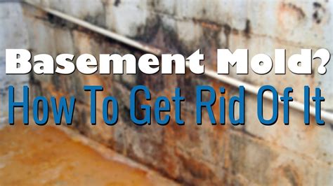 Basement Mold Removal - How To Remove Mold - YouTube