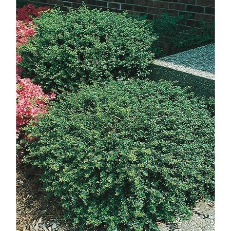 5.5-Gallon Green Heller's Japanese Holly Foundation/Hedge Shrub in Pot (L3781) at Lowes.com