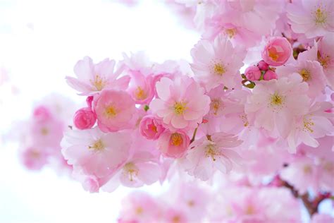 Free photo: Pink Flowers - Bloom, Blossom, Flowers - Free Download - Jooinn