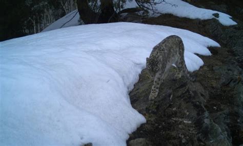 Highly Elusive Snow Leopards Caught On Camera Traps In Jammu And Kashmir's Kishtwar National Park