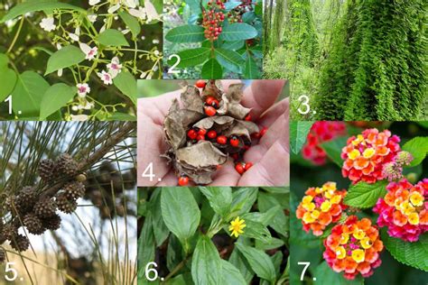 Avoid Using Invasive Plants in Your Florida Landscaping - CWG Landscape