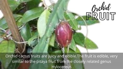 Is Orchid Cactus Fruit Edible? ( Is It Epiphyllum? ) - Best Cactus Guide