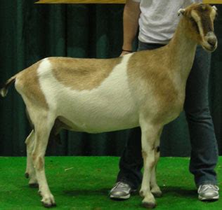 Breeds of Dairy Goats - LaMancha