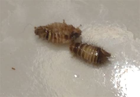 10 Undeniable Facts About Bed Bugs Larvae | Moreoo