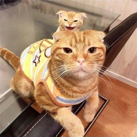 Pin by Annette Moewardi on Animals oh so cute! | Orange tabby cats, Cute funny animals, Funny ...