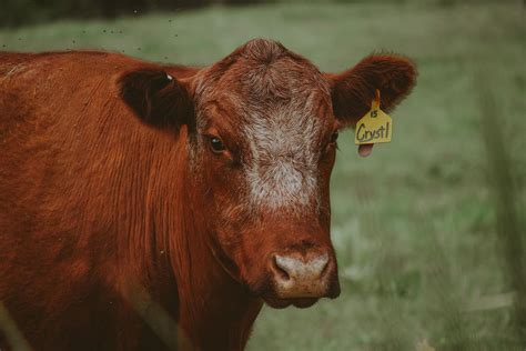 Shorthorn Cow Photograph by Riley Bradford - Fine Art America