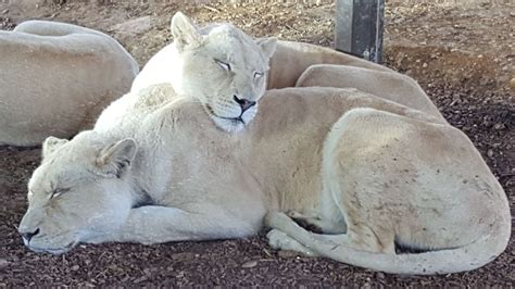 36 HQ Images Big Cat Sanctuary Kansas : Tiger Attacks Staffer at Carole ...