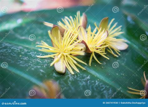 Close Up Kithul Flowers in the Forest Stock Photo - Image of shrub, branch: 260741938