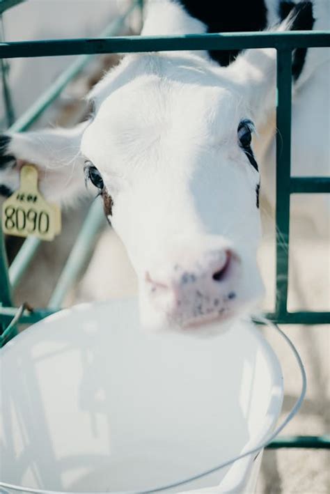 White Calf · Free Stock Photo