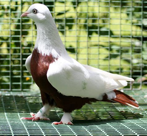 Pigeon Pigeon Cage, Pigeon Bird, High Flying Pigeons, Birds Flying, Fantail Pigeon, Cute Pigeon ...