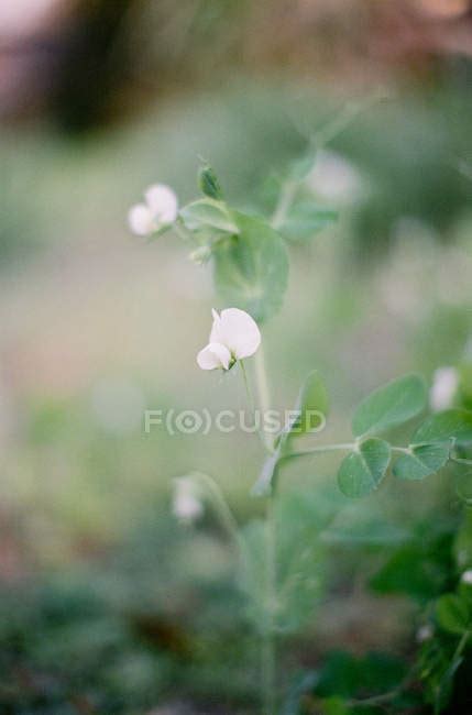 Bean plant flowers — natural, flora - Stock Photo | #157699518