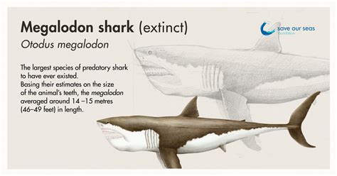 Megalodon Size Comparison Megalodon Shark Facts Shark Facts M – NBKomputer