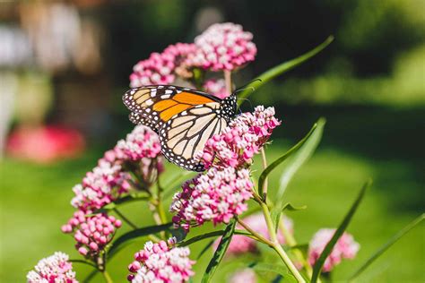 How to Grow and Care for Common Milkweed