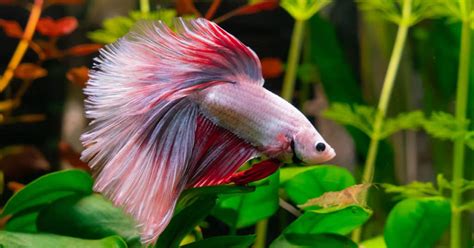 Can a Betta Eat Tropical Flakes? - Pet Food Guide