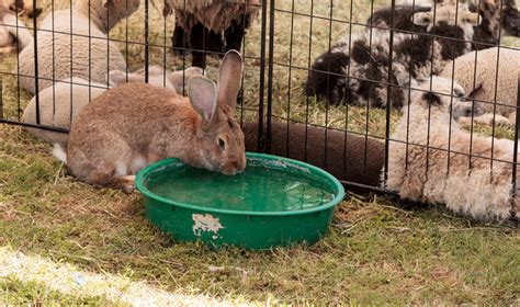 Can Rabbits Swim? A Safe Bunny Swim Guide | Animal Hearted — Animal Hearted Apparel