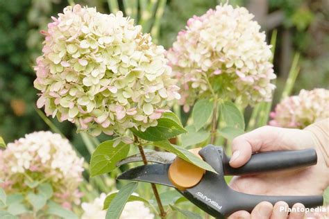 Hydrangea Paniculata Limelight/macrophylla - Pruning and Care - Plantopedia