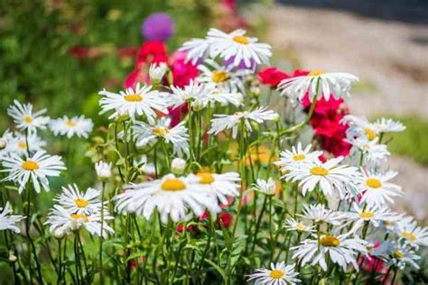 Shasta Daisy, Crazy Daisy: Planting and Care - Garden Made Simple