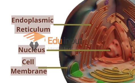 Endoplasmic Reticulum - Structure, Types, and Functions