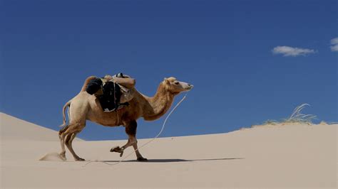 Pin on Desert Sand Wallpapers